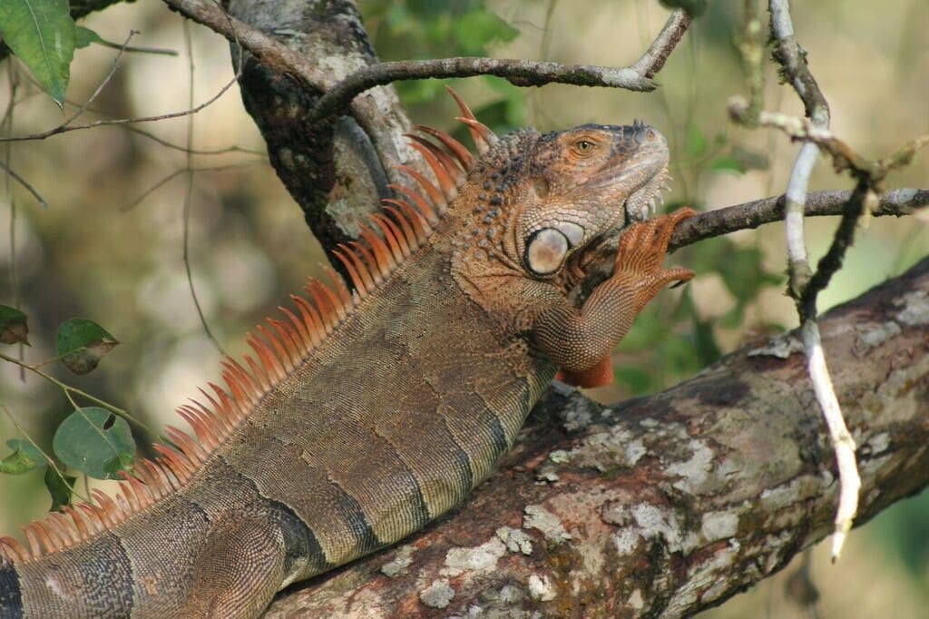 Adult male green iguana in breeding-season orange, resting on a branch at the Iguanaverde reserve