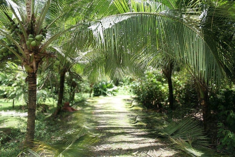 Coconut palm-lined garden path between the houses