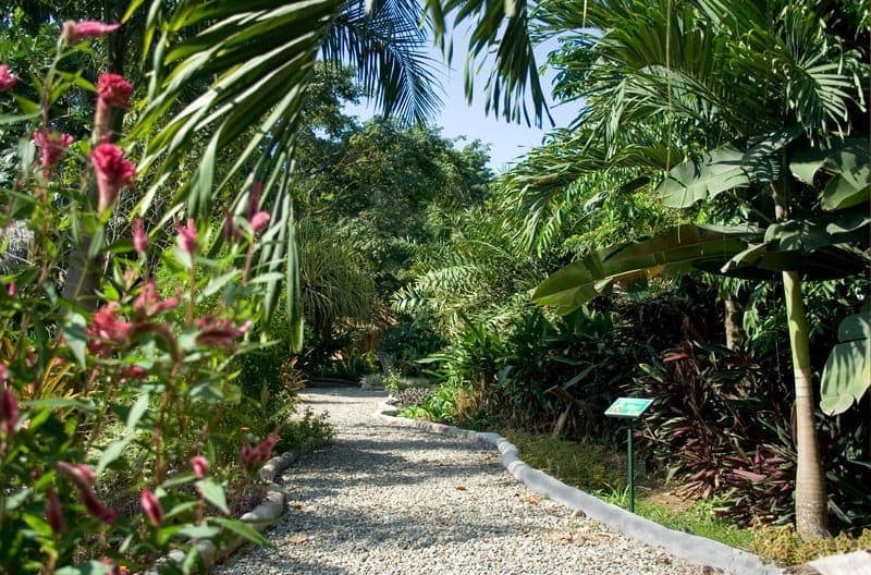 The botanical garden at Tree House Lodge — over 50 species of palm and the largest Heliconia collection on the southern Caribbean coast
