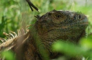 Green iguana basking on the path to the beach