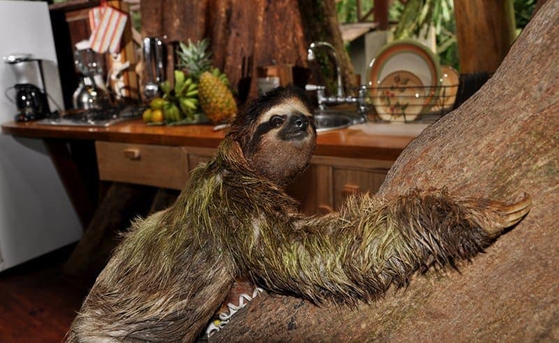 Three-toed sloth climbing the tree trunk that passes through the Tree House kitchen
