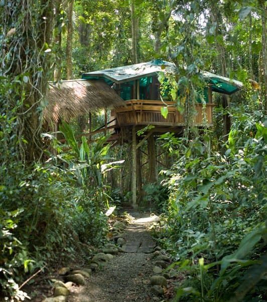 First sight of the Tree House through the garden — a small thatched roof glimpsed at the end of a forest path